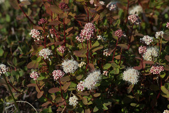 Spiraea beauverdiana