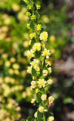 Acacia littorea