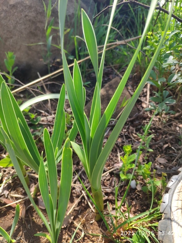 Agapanthus inapertus, photograph 5