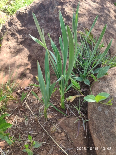 Agapanthus inapertus, photograph 4