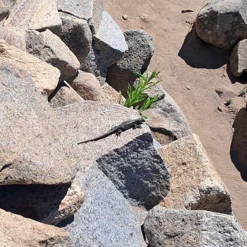 Peak Tree Iguana