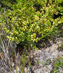 Acacia littorea