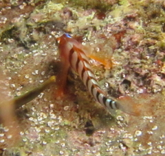 Notoclinops segmentatus