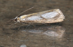 Catoptria