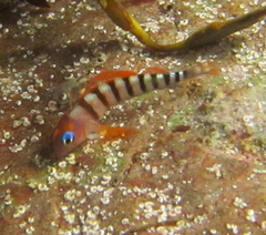 Notoclinops segmentatus