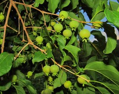 Campomanesia xanthocarpa