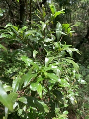 Peddiea africana