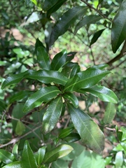 Peddiea africana