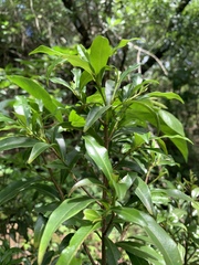 Peddiea africana