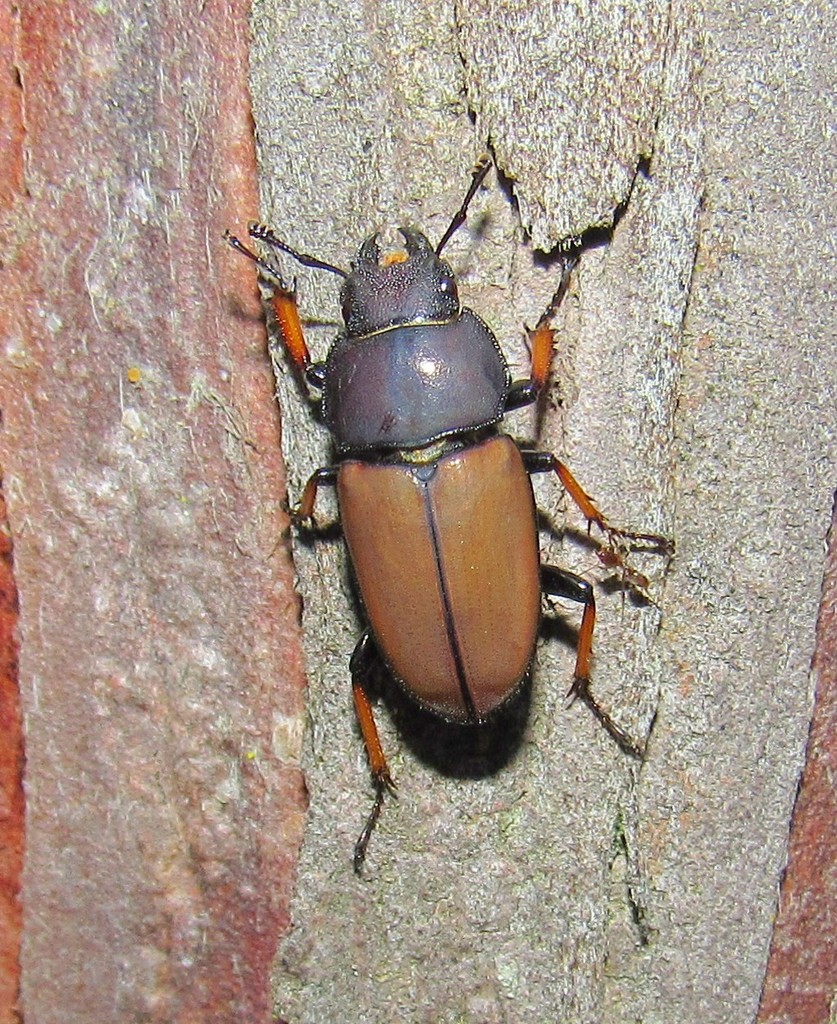 Leptinopterus tibialis