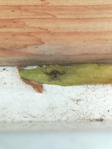 Südliche Glanz-Krabbenspinne