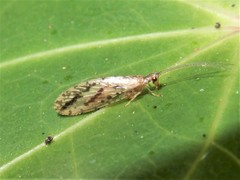 Micromus bifasciatus