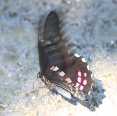 Heraclides rogeri pharnaces