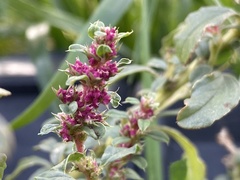 Amaranthus graecizans