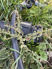 Amaranthus graecizans