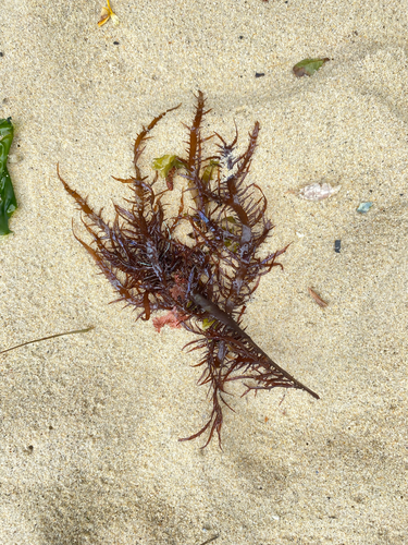 Chondracanthus chamissoi observed 2025-10-15