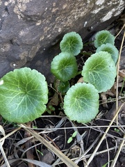 Umbilicus intermedius