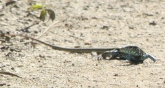 Aspidoscelis lineattissimus