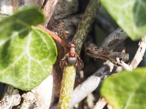Unknown species found near Clifton, Cincinnati, OH, USA