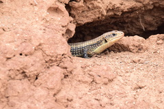 Broadleysaurus major