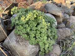 Pseudodictamnus undulatus