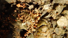 Acanthochitona zelandica