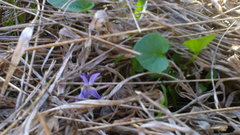 Viola alba dehnhardtii