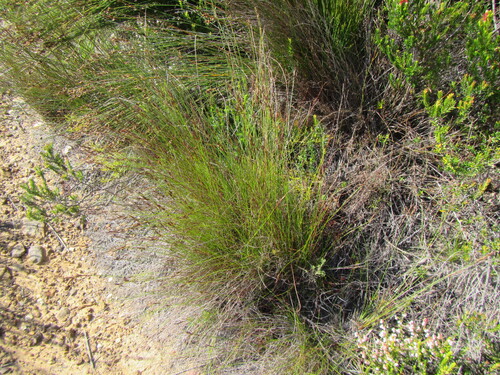 Delicate Veldrush (Schoenus graciliculmis)