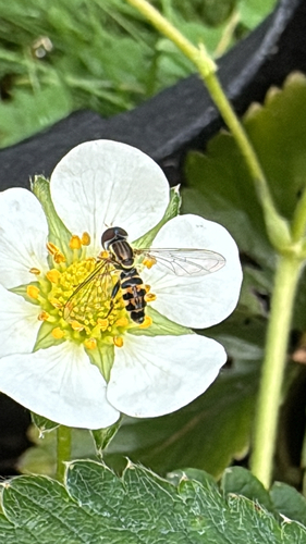 Unknown species found near Trimtown Rd, North Scituate, RI, US