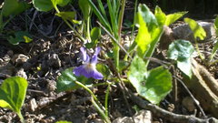 Viola alba dehnhardtii