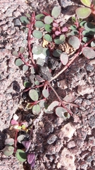 Euphorbia prostrata