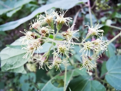 Koanophyllon longifolium