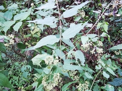 Koanophyllon longifolium
