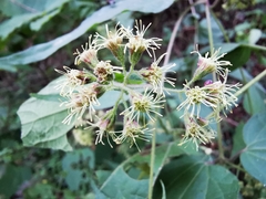 Koanophyllon longifolium