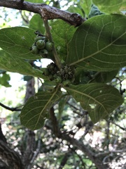 Aegiphila verticillata