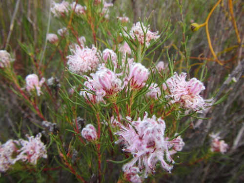 Fluted Spiderhead (Serruria nervosa)