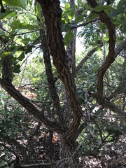 Aegiphila verticillata