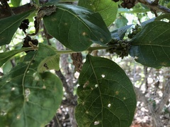 Aegiphila verticillata