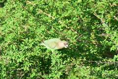 Poicephalus cryptoxanthus