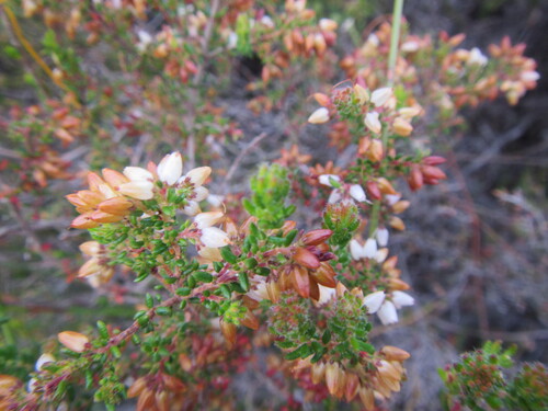 Bristlyanther Heath (Erica interrupta)