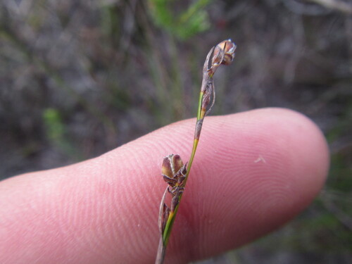 Fringed Tetrar (Tetraria fimbriolata)