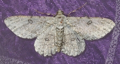 Ascotis reciprocaria