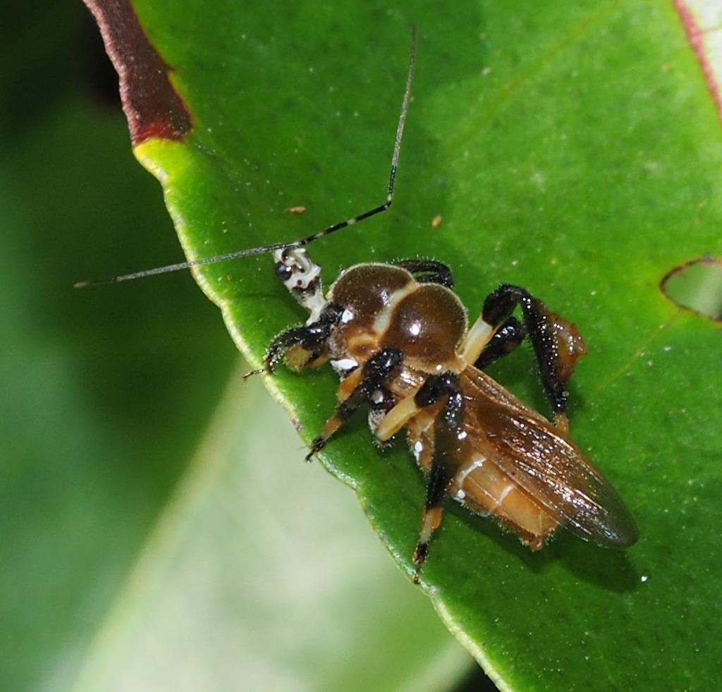 Notocyrtus costai