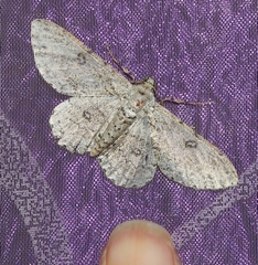 Ascotis reciprocaria