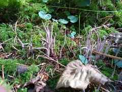 Alloclavaria purpurea