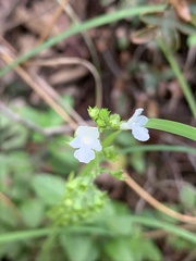Endostemon obtusifolius