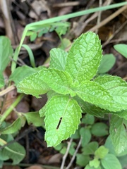 Endostemon obtusifolius