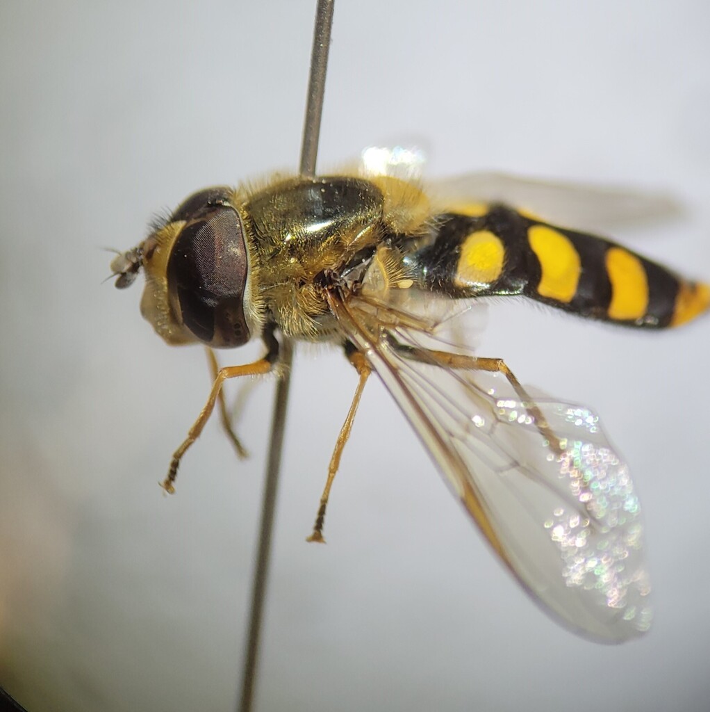 Eupeodes goeldlini