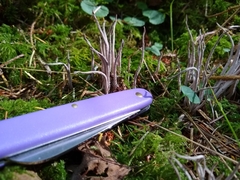 Alloclavaria purpurea