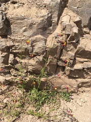 Schizanthus coccineus
